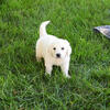 Golden Puppy - Oak