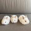 Lionhead Bunnies