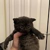 Scottish Fold Kittens