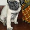 Mini Fat Short Wrinkly boy Pug puppies pay in person pickup only