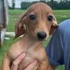 Labor Day Special Miniature Dachshund Puppies CKC Registered Ready to go