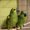 Blue Front Amazon parrots