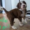 Aussiedoodles Puppies - Reasonably Priced - Health Checked!