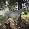 Horse for sale