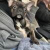 FRENCHIE BOY ready for his Furever home 