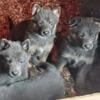 Blue German Shepherd Stud or sale