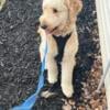 Multigenerational Goldendoodle Stud