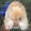 Baby English angora bunnies (reduced)