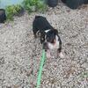 Mini English Bulldog