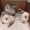 Ragdoll Kitten available