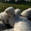 Bichon puppies available Oct. 6