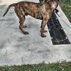 Presa canario mastiffs male 2 years ready to  stud a nice female