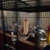 Downsizing my bird population