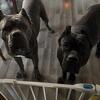 Cane Corso Puppy ICCF Registered