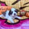 CKC IMPERIAL SHIH TZU