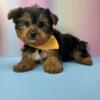 Yorkie Puppy For Sale