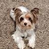 Chocolate Parti Yorkie- Female $900