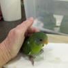 Plum Headed Parakeet