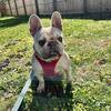 Akc frenchie female