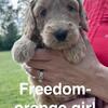 Miniature Female Goldendoodle Puppy