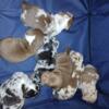 ABKC registered American Bully Pups 2 males and 5 females