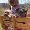 Yorkie Puppies for Sale