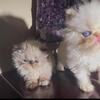 CFA Worlds best Persian Kittens 