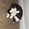 Grey male cat 2 years old