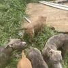 8 Excellent AmStaffs for sale-reposting and raedy to rehome some of them