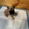 BEAUTIFUL AKC Registered French Bulldog Puppies