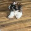 Male shih tzu 9 weeks old