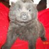 MISTY BLUE IS AN ADORABLE PUREBRED CKC REG BLUE FEMALE CHOW PUP