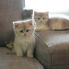 Lilac Golden Chinchilla British Shorthair Kitten