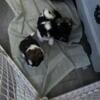 Shih tzu puppies 1 male 2 female