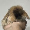 Purebred holland lop bunnies *Dwarf rabbit breed*