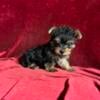 Yorkie Black/Tan Tcup Girl