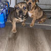 Xl bully’s
