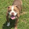 Lola lilac Olde English Bulldogge