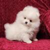 CKC Pomeranian Puppy