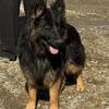 Akc Siberian import long coat Germanshepherd females
