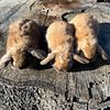 Pure Holland Lop babies