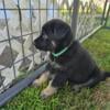 German Shepherd puppies