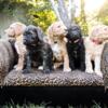 Goldendoodle Puppies for sale