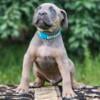 Cane Corso RARE Colors Puppies Minnesota Iowa Wisconsin Illinois