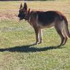 Akc German Shepherd 