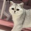 British Shorthair female 