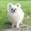 Beautiful cream long hair Chihuahua