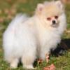 "Diamond" Pomeranian, Cream, Female, DOB 8-2-24