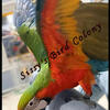 Harlequin Macaw hand raised