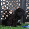 Klondike Gorgeous Black and White Poodle Puppy
